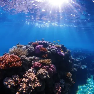 A serene underwater scene showcasing a colorful coral reef teeming with diverse marine life, illuminated by rays of sunlight filtering through crystal clear waters.