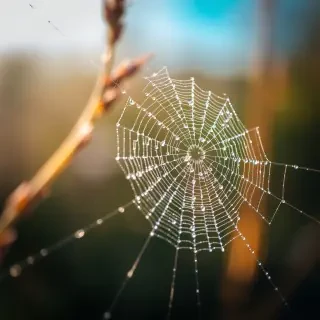 A detailed macro shot of a dew-covered spider web in the early morning light, showcasing the intricate patterns glistening like diamonds against a soft blurred background.