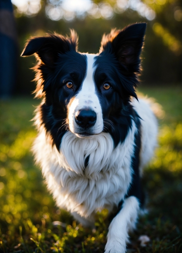 Border Collie, Shepherd Dog, Dog, Canine, Pet, Domestic