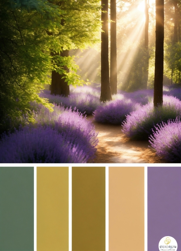 Plant, Flower, Purple, Light, Green, Natural Landscape