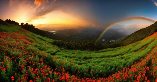 Rainbow, Cloud, Plant, Flower, Sky, Ecoregion
