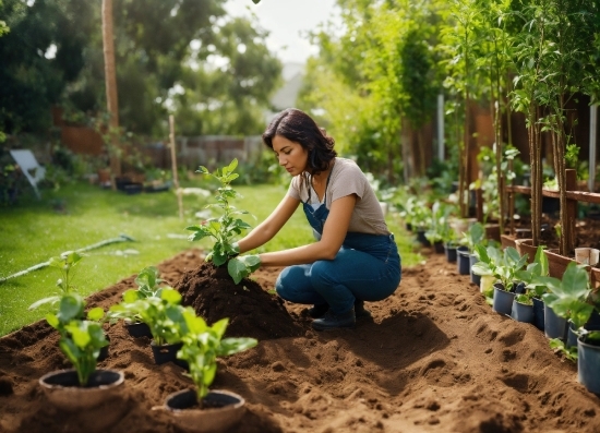 Seedling, Person, Garden, Outdoors, Plant, Farmer