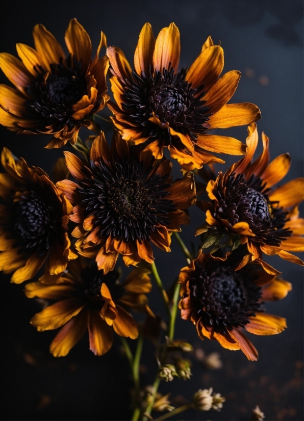 Sunflower, Flower, Yellow, Plant, Petal, Summer