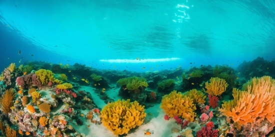 Colour Background Hd, Water, Underwater, Plant, Fluid, Coastal And Oceanic Landforms