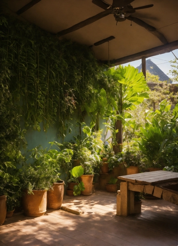 Dailymotion Video Download, Plant, Shade, Ceiling Fan, Vegetation, Wood