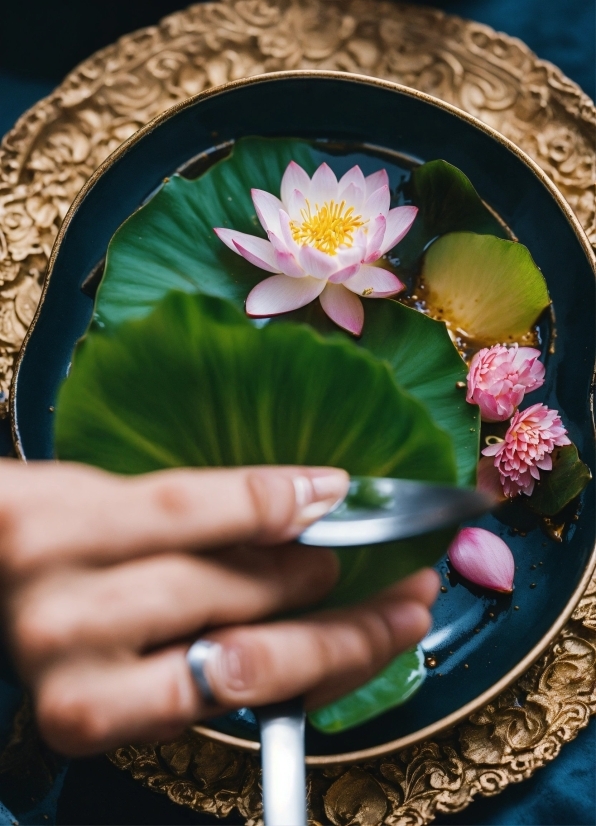 Flower, Plant, Lotus, Petal, Sacred Lotus, Finger