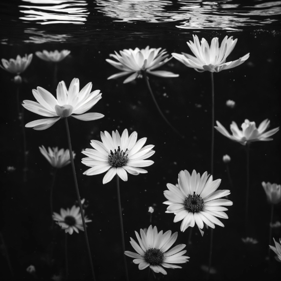 Flower, Plant, Water, White, Black, Petal