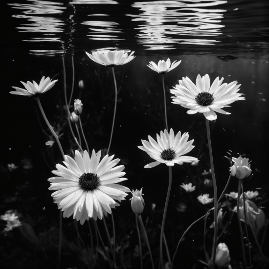 Flower, Water, Plant, White, Light, Liquid