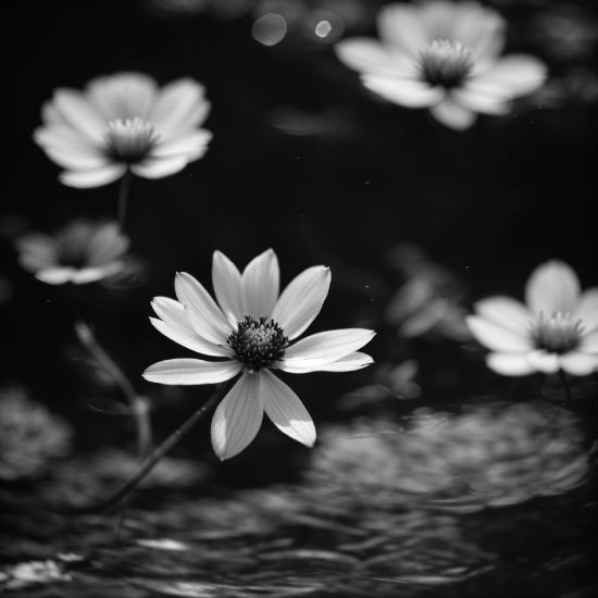 Flower, Water, Plant, White, Nature, Black
