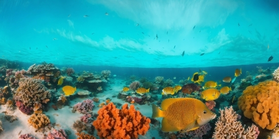 Illustrator Cs2 Serial Number, Water, Underwater, Azure, Natural Environment, Organism