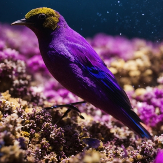 Illustrator Scripts Free Download, Bird, Purple, Beak, Violet, Plant