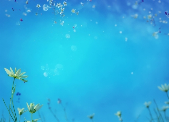 Live Clock Wallpaper Desktop Free Download, Plant, Water, Sky, Azure, Petal