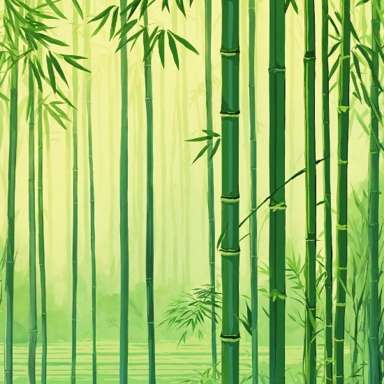 Plant, Bamboo, Green, Botany, Leaf, Tree