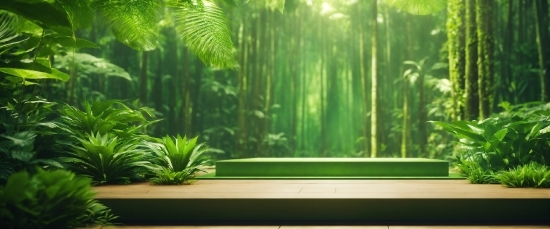 Plant, Green, Terrestrial Plant, Wood, Window, Natural Landscape