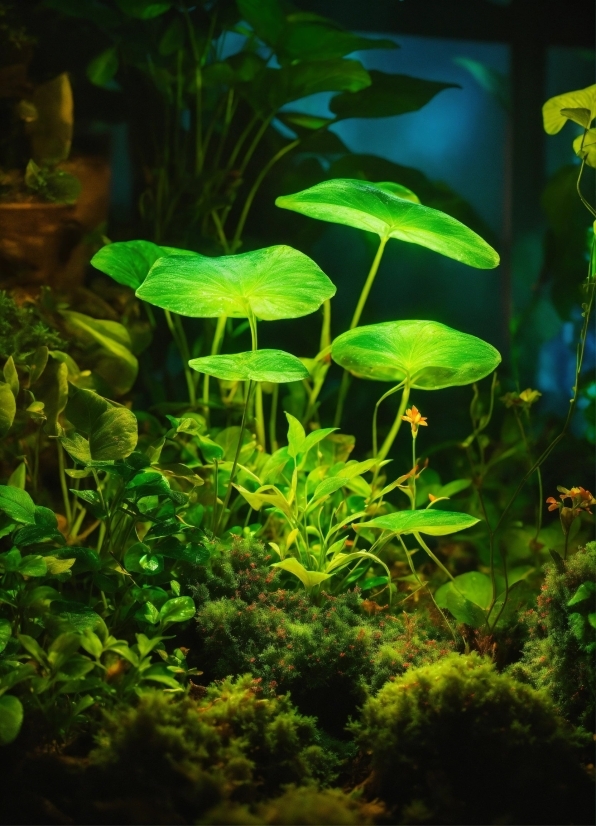Plant, Green, Water, Organism, Terrestrial Plant, Aquatic Plant
