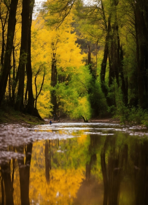 Png Video Background Download, Water, Plant, Wood, Natural Landscape, Fluvial Landforms Of Streams