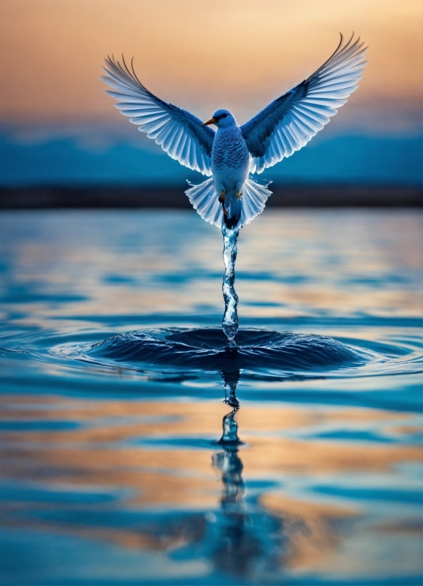 Water, Bird, Liquid, Blue, Sky, Beak