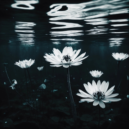 Water, Flower, Plant, Liquid, Leaf, Black