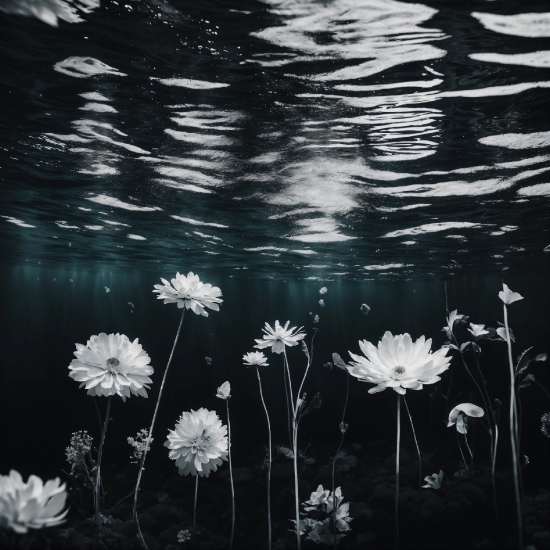 Water, Flower, Plant, Nature, Petal, Body Of Water