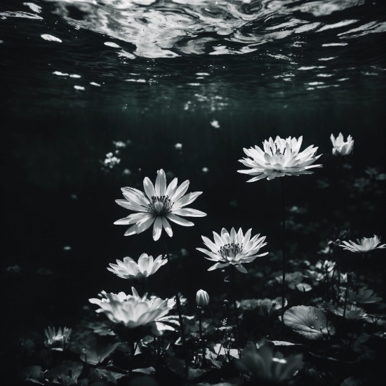 Water, Flower, Plant, Petal, Liquid, Black-and-white