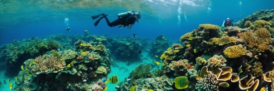Water, Green, Scuba Diving, Nature, Natural Environment, Underwater