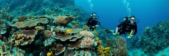 Water, Green, Underwater Diving, Diving Equipment, Natural Environment, Underwater