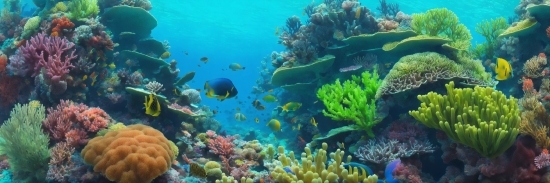 Water, Green, Underwater, Fluid, Organism, Coastal And Oceanic Landforms