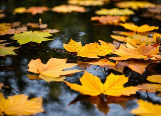 Water, Leaf, Nature, Botany, Natural Environment, Natural Landscape