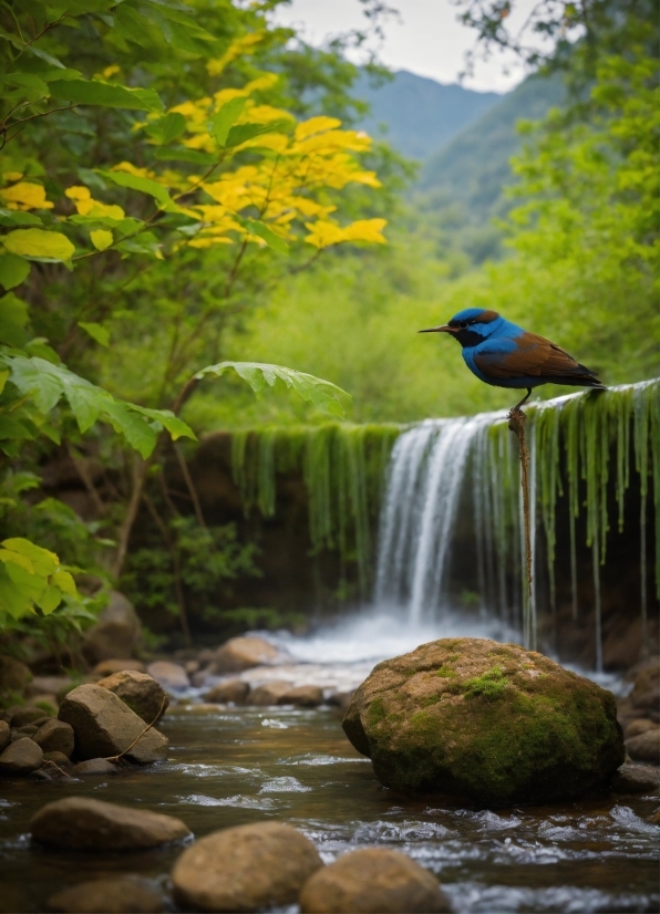 Water, Plant, Bird, Natural Environment, Natural Landscape, Branch