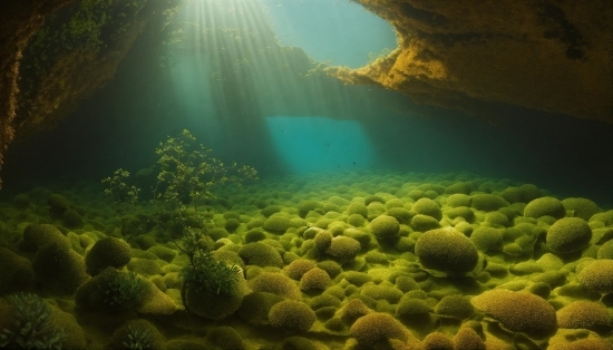 Water, Underwater, Body Of Water, Organism, Algae, Landscape