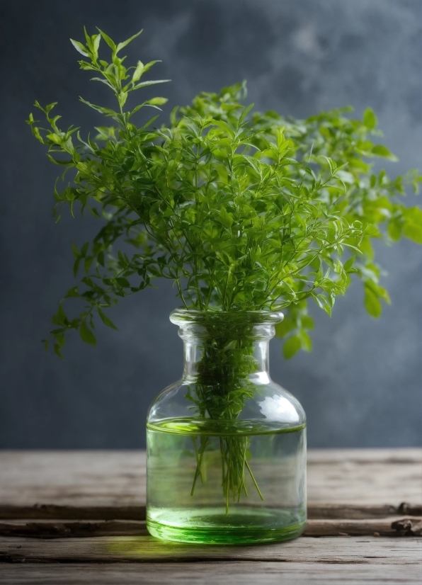 Youtube Song Download Mp3, Plant, Vase, Drinkware, Bottle, Branch