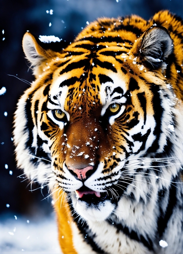 Bengal Tiger, Siberian Tiger, Tiger, Carnivore, Felidae, Fluid