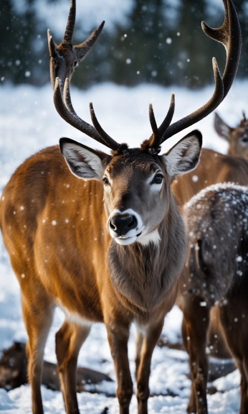 Deer, Snow, Nature, Elk, Mammal, Fawn