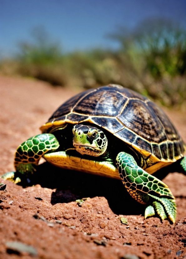 Ecoregion, Reptile, Natural Environment, Plant, Turtle, Tortoise