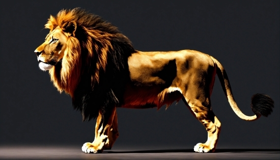 Felidae, Carnivore, Roar, Lion, Big Cats, Masai Lion