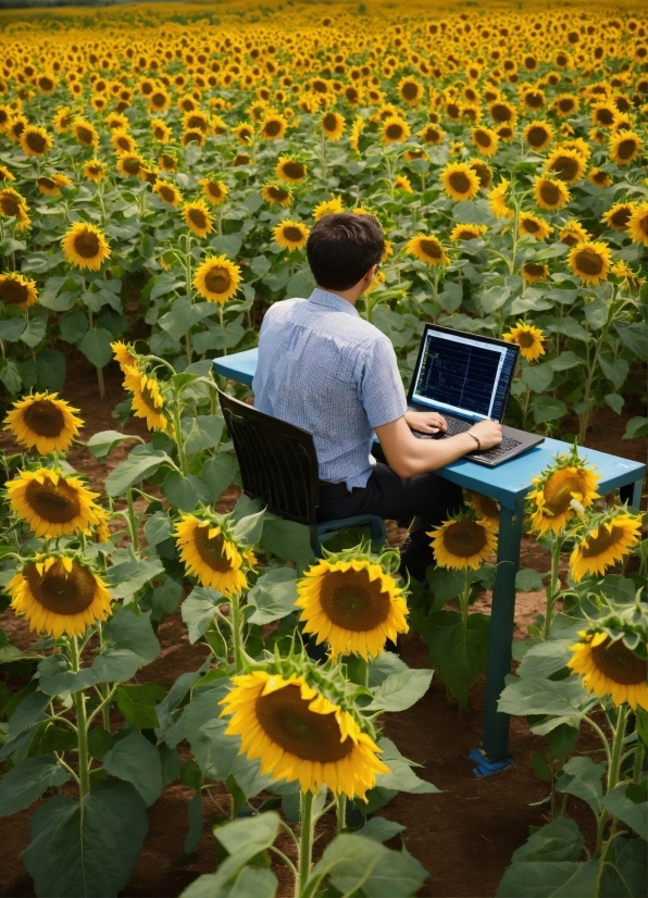Flower, Plant, Laptop, Computer, Nature, Personal Computer