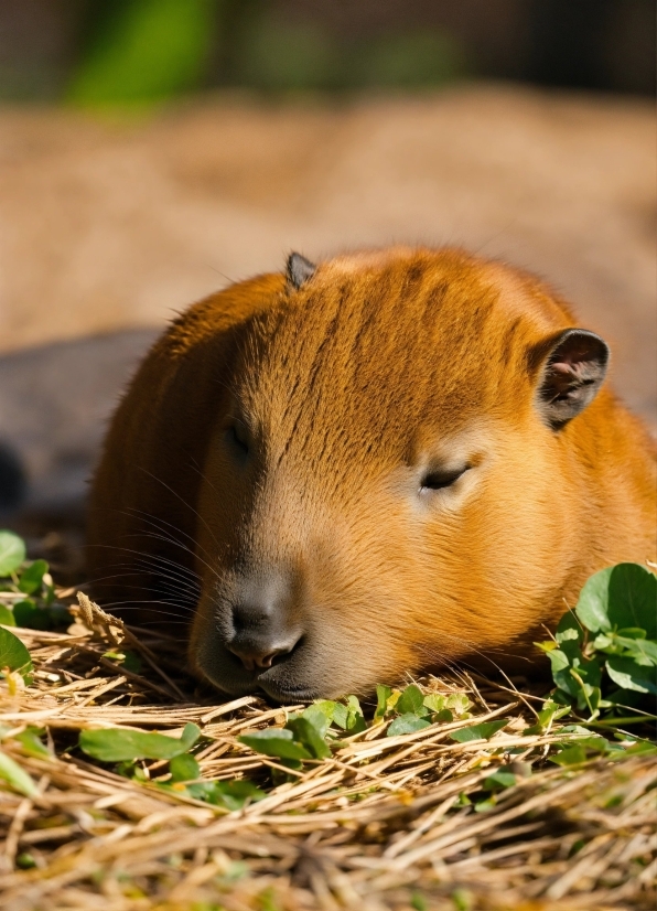 Google Royalty Free Music, Plant, Rodent, Guinea Pig, Grass, Fawn