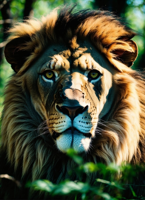 Hair, Felidae, Carnivore, Lion, Masai Lion, Big Cats