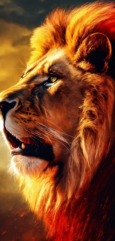 Head, Roar, Eye, Lion, Masai Lion, Felidae