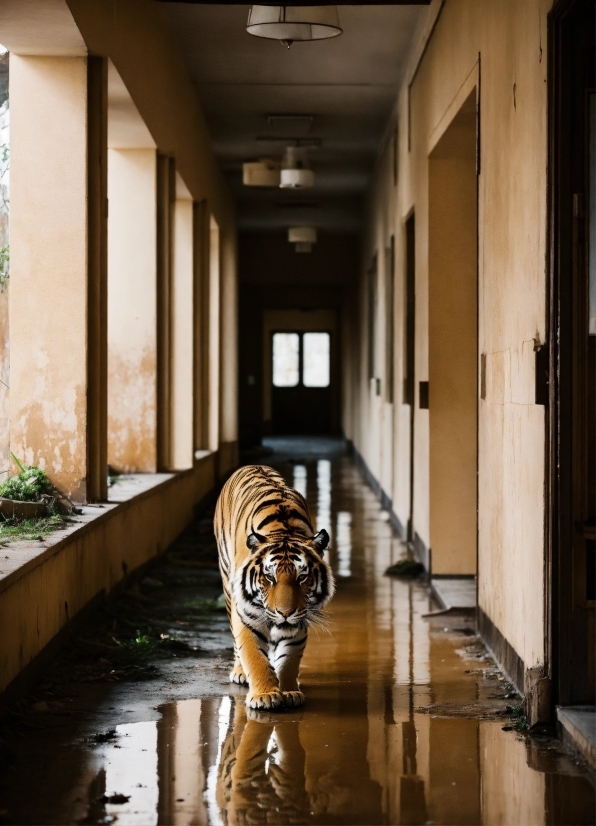 Plant, Property, Bengal Tiger, Tiger, Light, Water