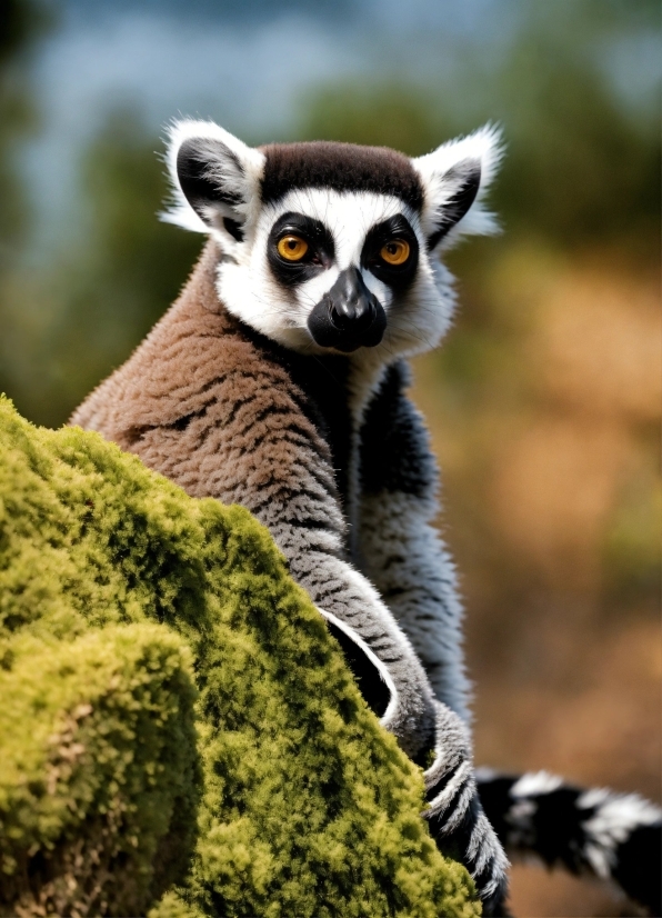 Primate, Lemur, Eye, Plant, Natural Environment, Organism