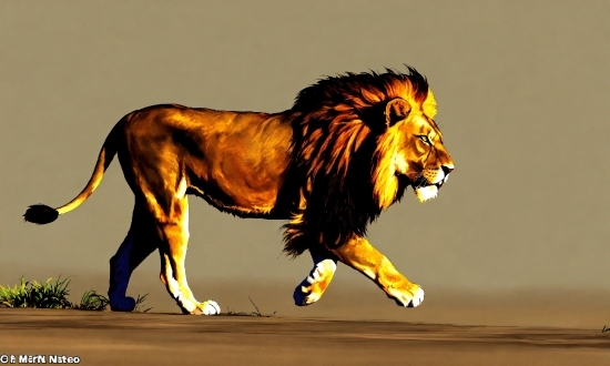 Roar, Lion, Carnivore, Felidae, Masai Lion, Big Cats