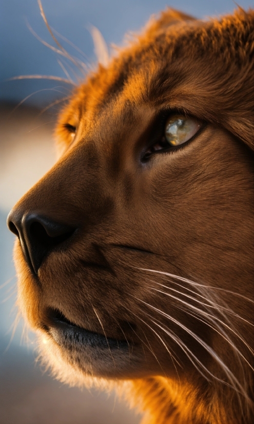 Vfx Editing App For Android, Eye, Iris, Whiskers, Carnivore, Lion