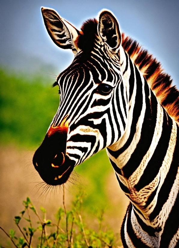 Zebra, Natural Environment, Neck, Organism, Fawn, Terrestrial Animal
