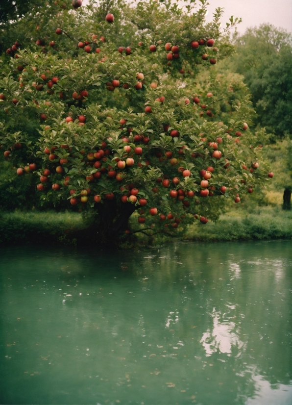 Best Machine Learning Software, Water, Flower, Plant, Sky, Fruit