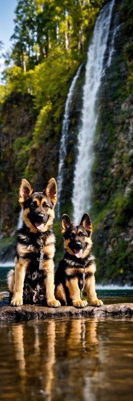 Dog, Water, Carnivore, Dog Breed, Plant, Waterfall