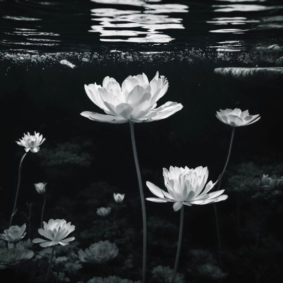 Flower, Water, Plant, Photograph, White, Lotus