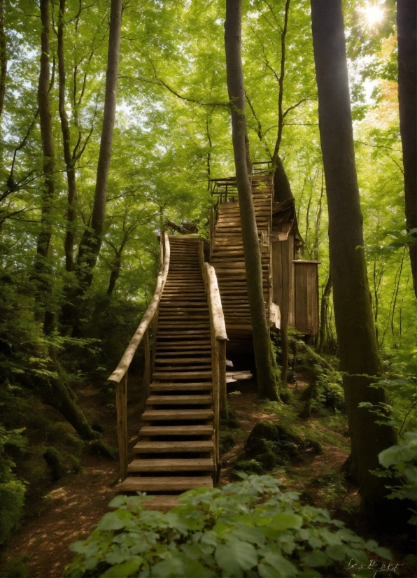 Plant, Ecoregion, Tree, Natural Landscape, Wood, Stairs
