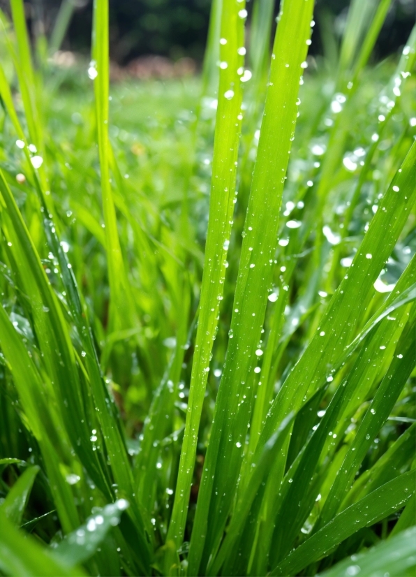 Plant, Water, Liquid, Green, Terrestrial Plant, Grass