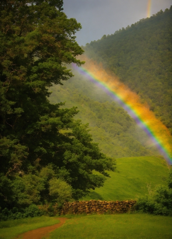Rainbow, Plant, Sky, Light, Tree, Natural Landscape